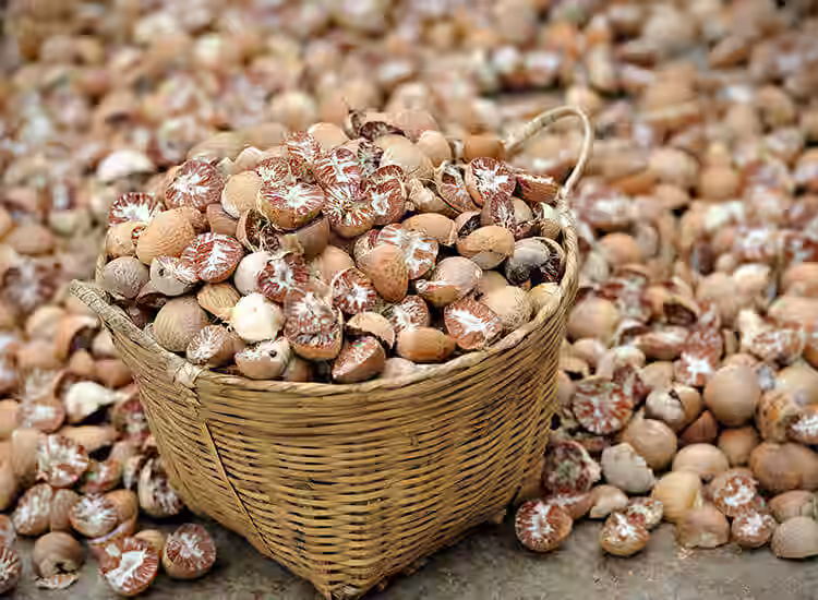Sliced Areca Betel Nut (Kachi Supari)